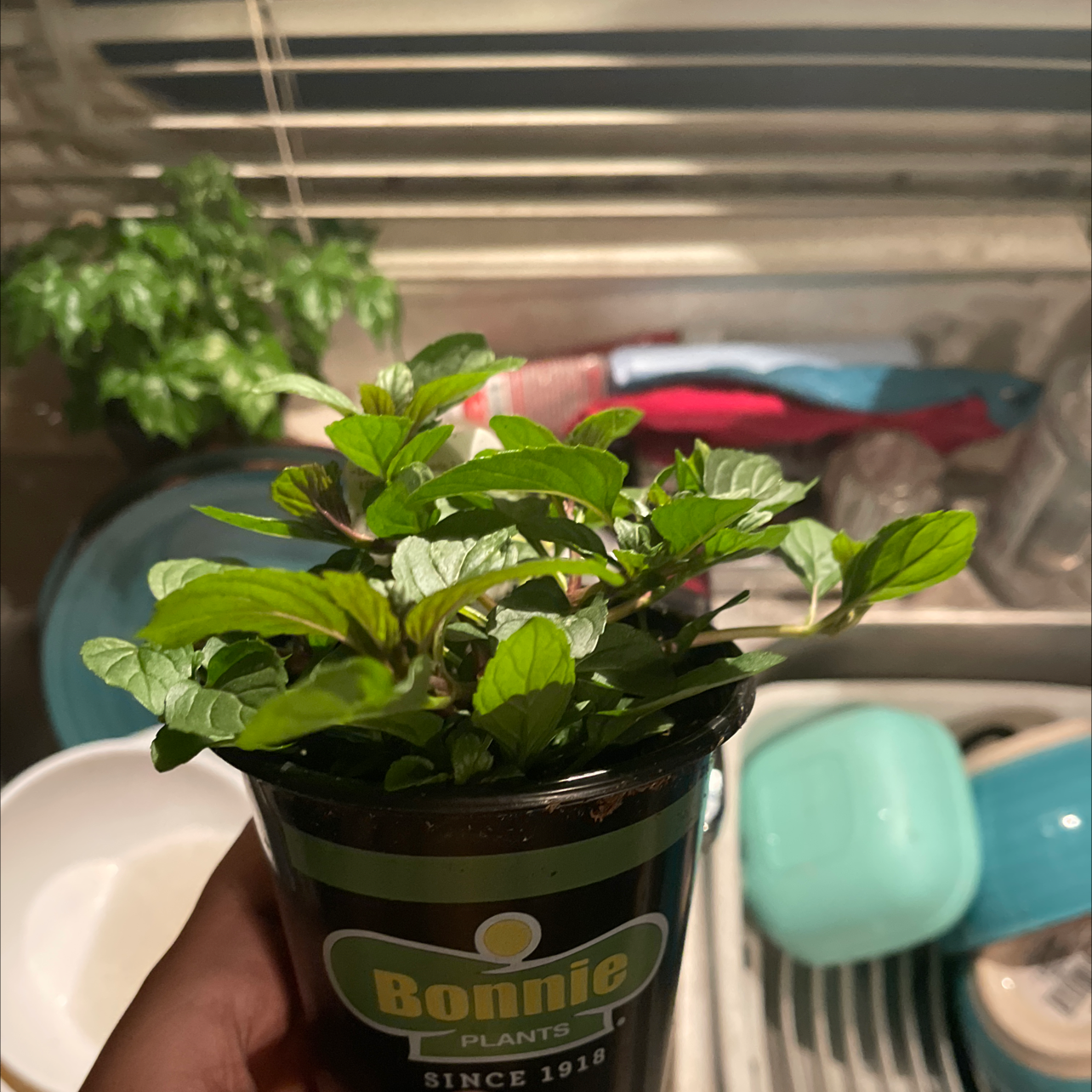 mint