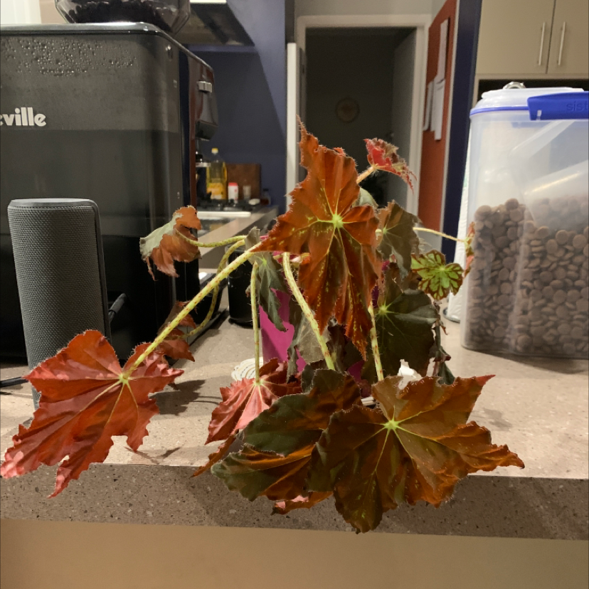 Photo of the plant species Autumn Begonia by @BrotherChives named Pax on Greg, the plant care app