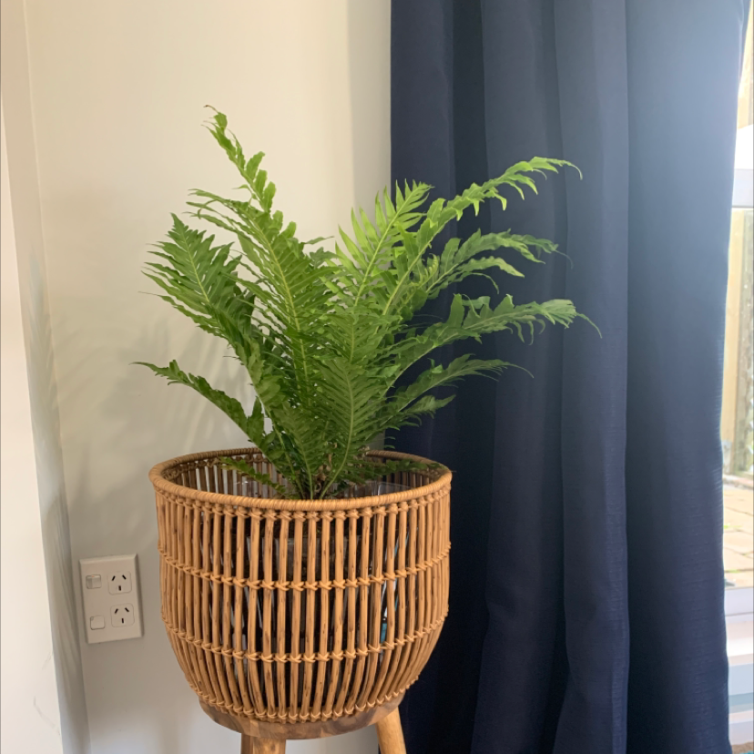 Healthy Silver Lady Fern in a wicker basket indoors.