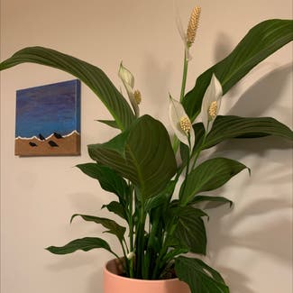 Peace Lily plant in Wellington, Wellington