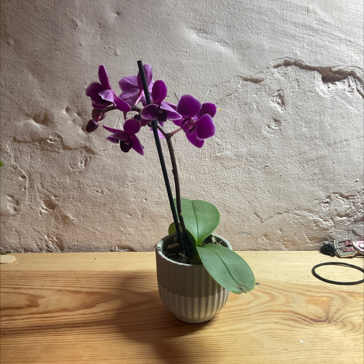 Purple moth orchid