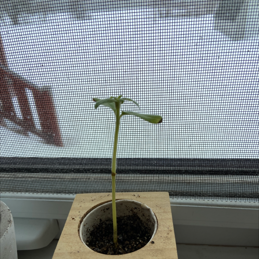 Healthy young sunflower seedling growing in a pot on a windowsill, with two green cotyledons and emerging true leaves.