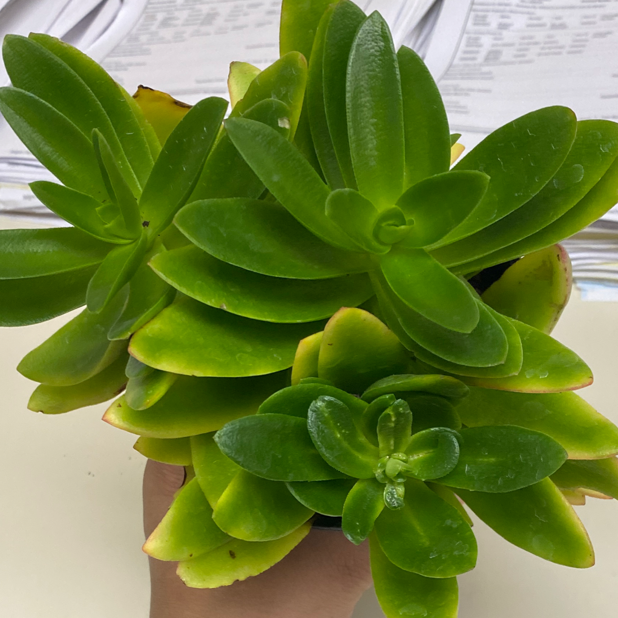Healthy Sea Sandwort plant with vibrant green leaves, held by a hand.