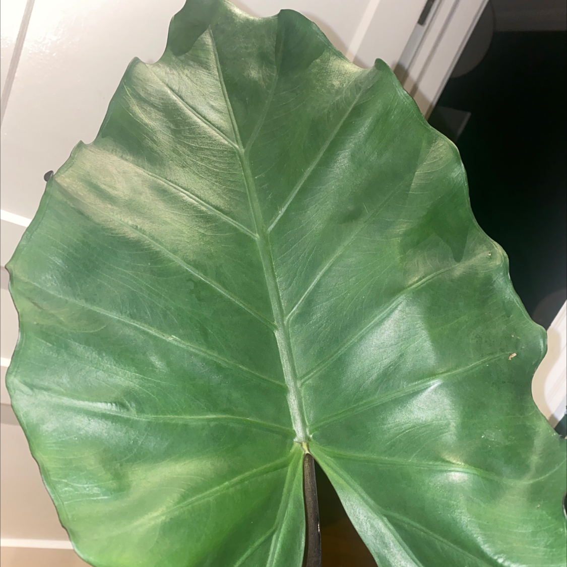 Photo of the plant species Elephant Ear by @KeenPepino named Zion on Greg, the plant care app