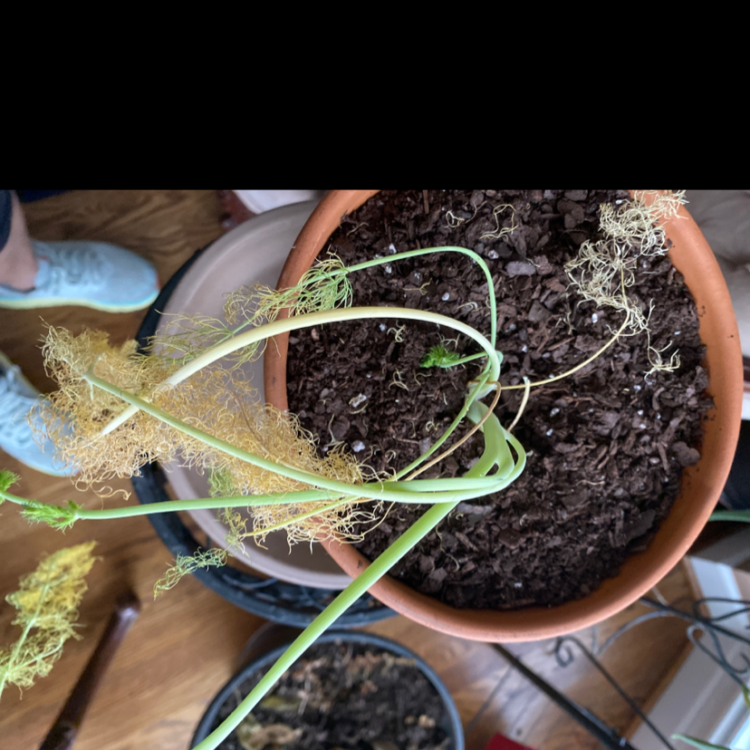 How Can You Tell If A Common Fennel Is Dying?