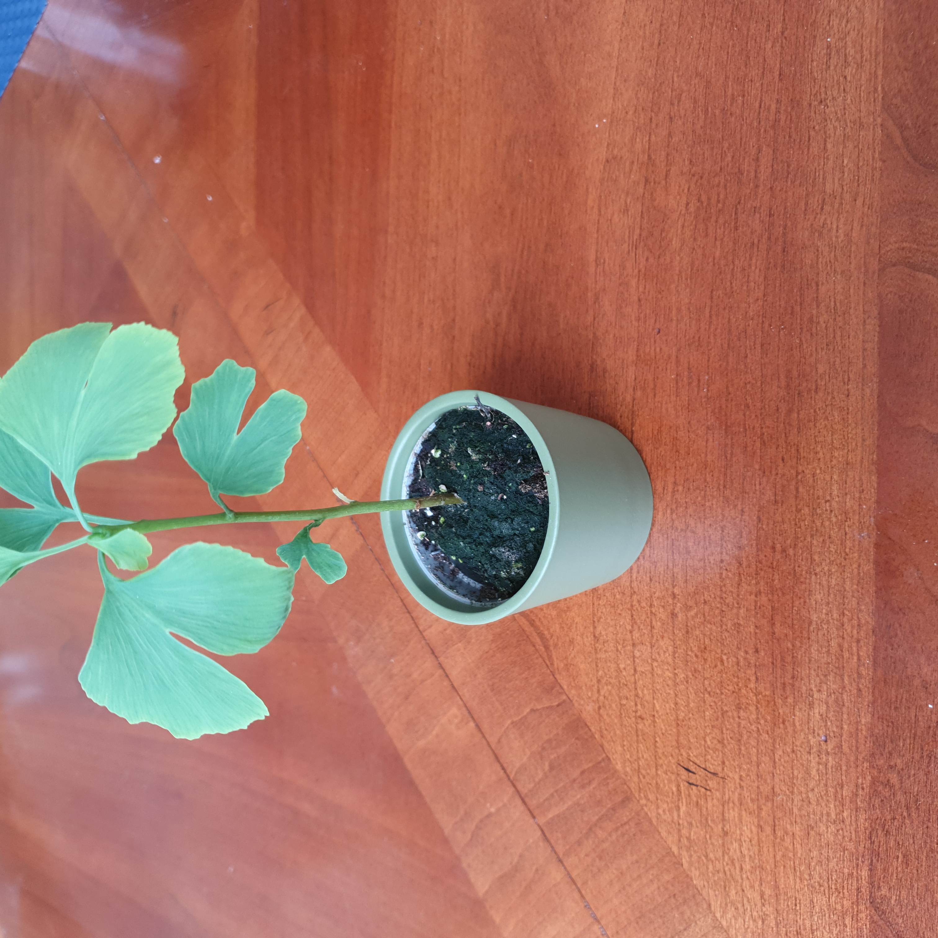 Small Ginkgo tree in a pot with green leaves and visible soil.