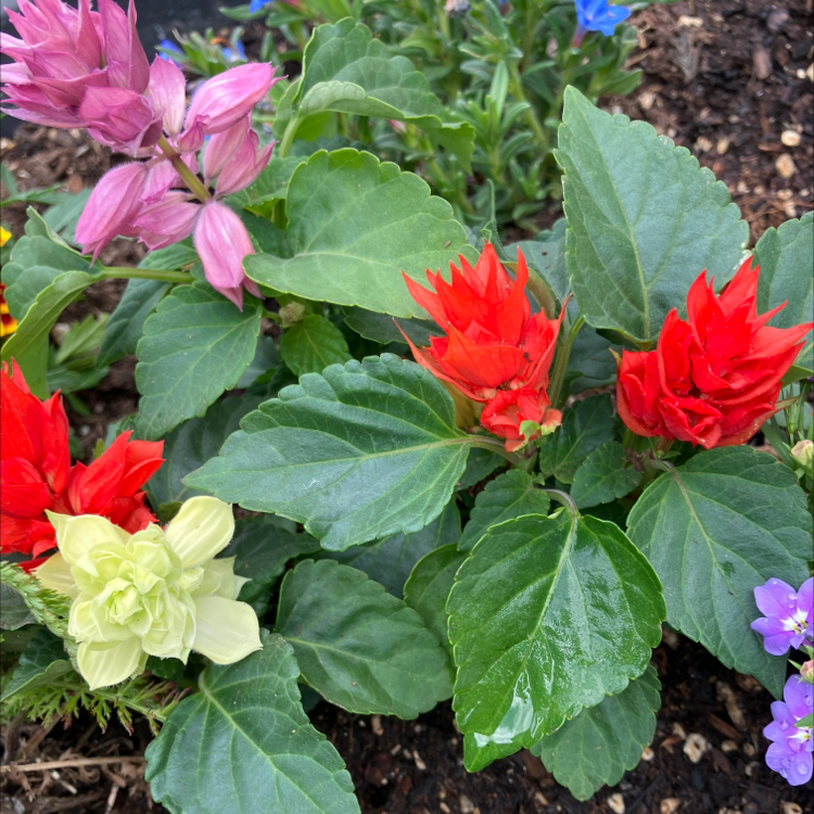 Why Are My Scarlet Sage Leaves Turning Yellow?