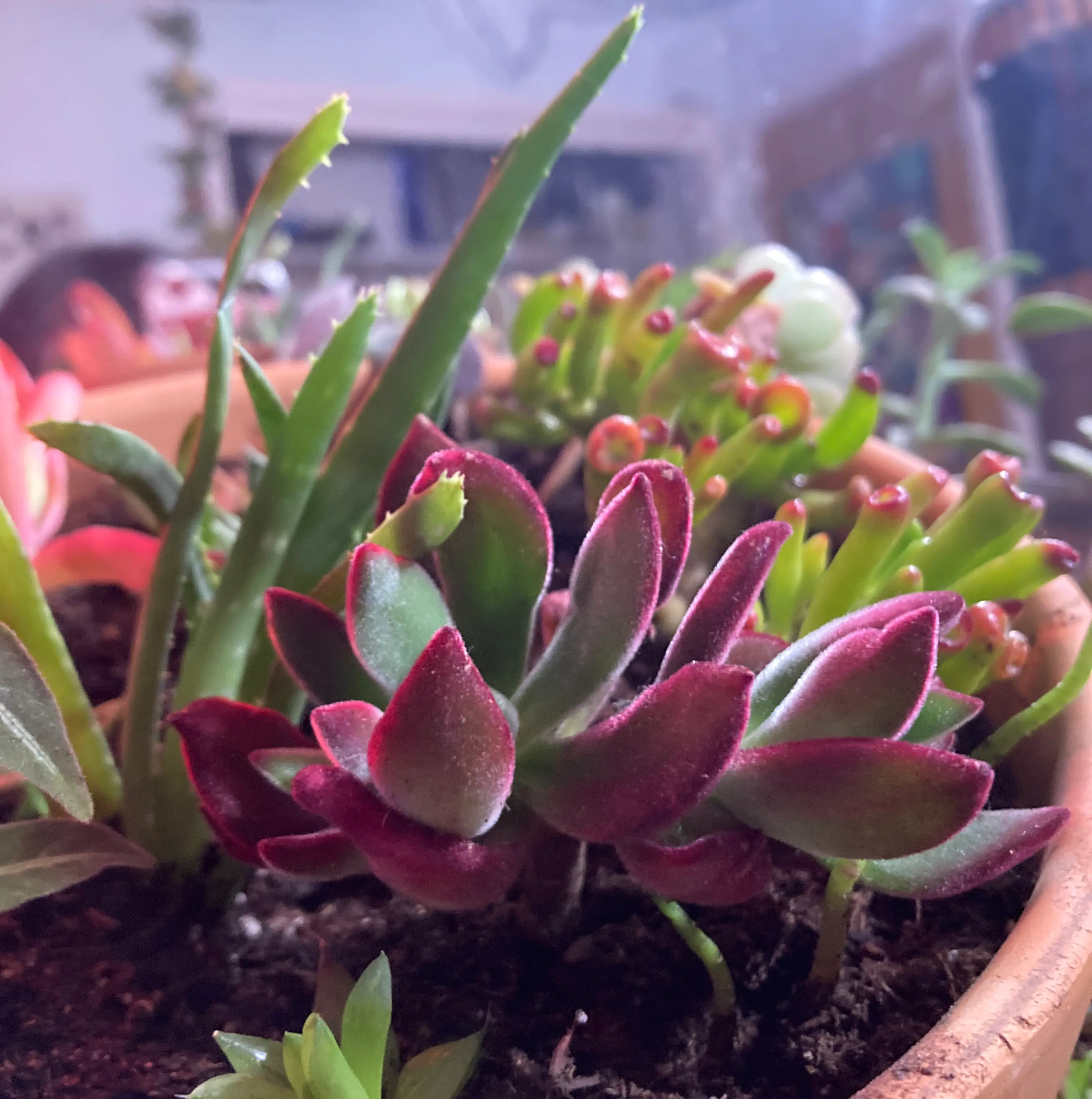 Photo of the plant species Plush Plant by @fionajess named gerald on Greg, the plant care app