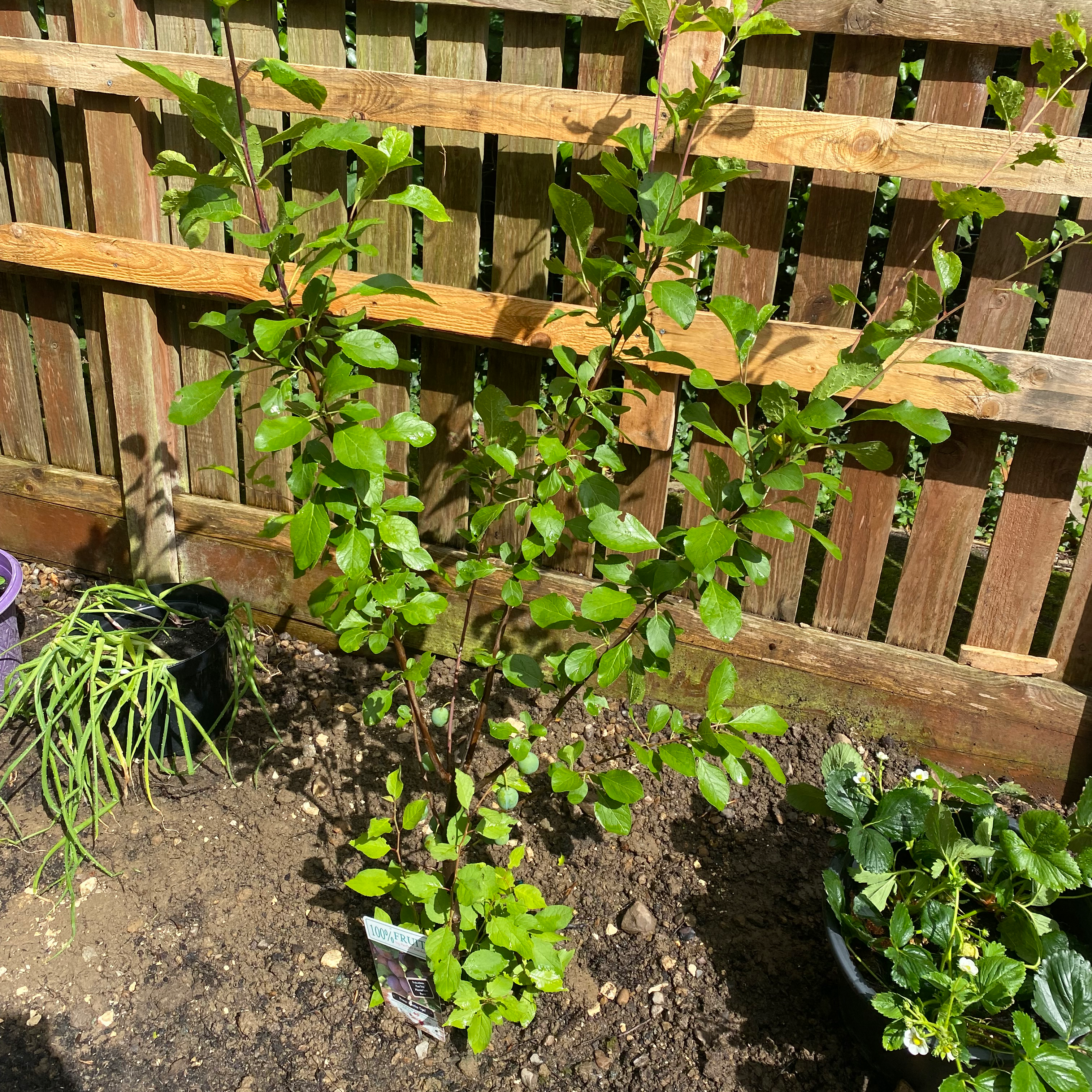 Why Are There Brown Spots on My Plum Tree Leaves? 🐛