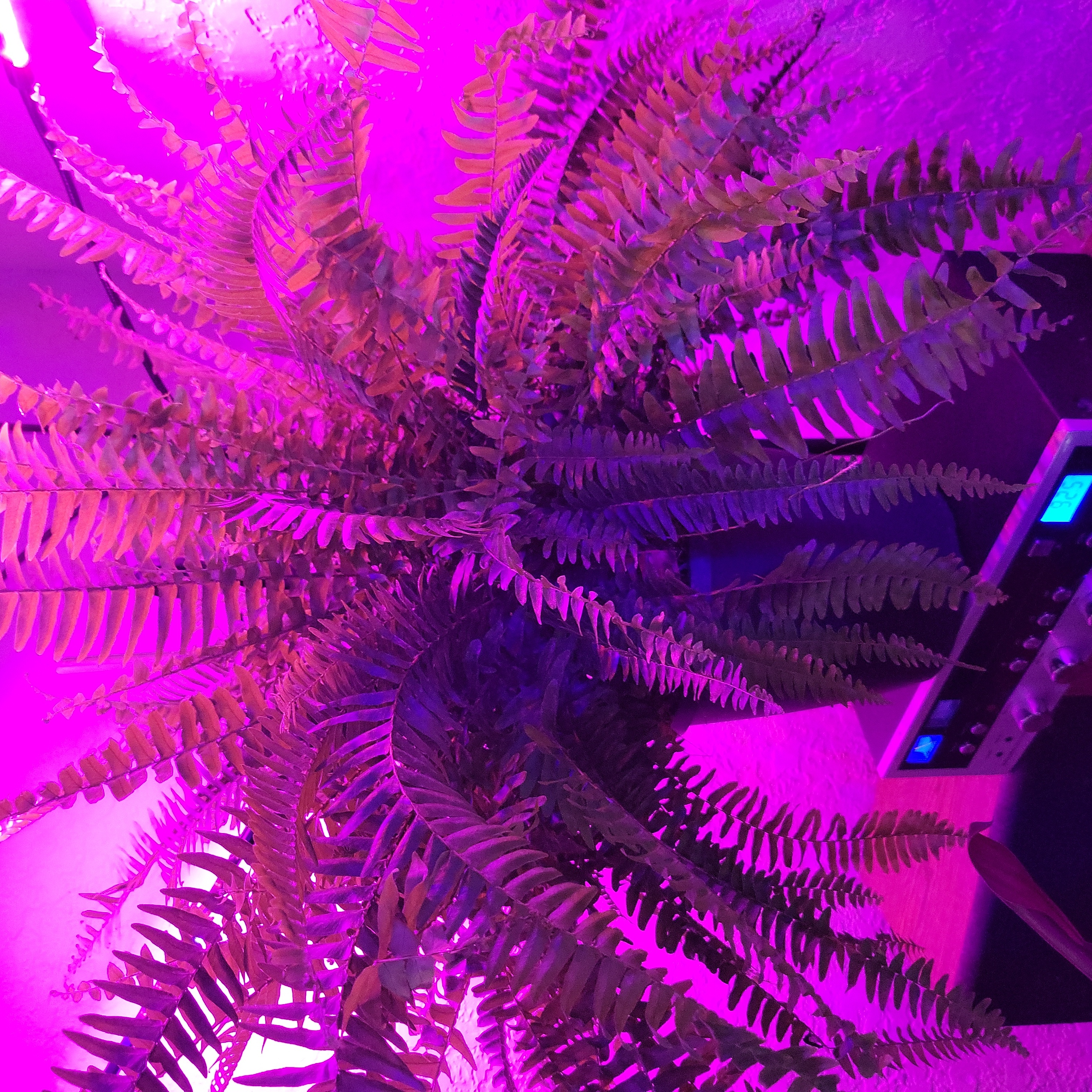 Western Swordfern under purple lighting, appears healthy with no visible discoloration.