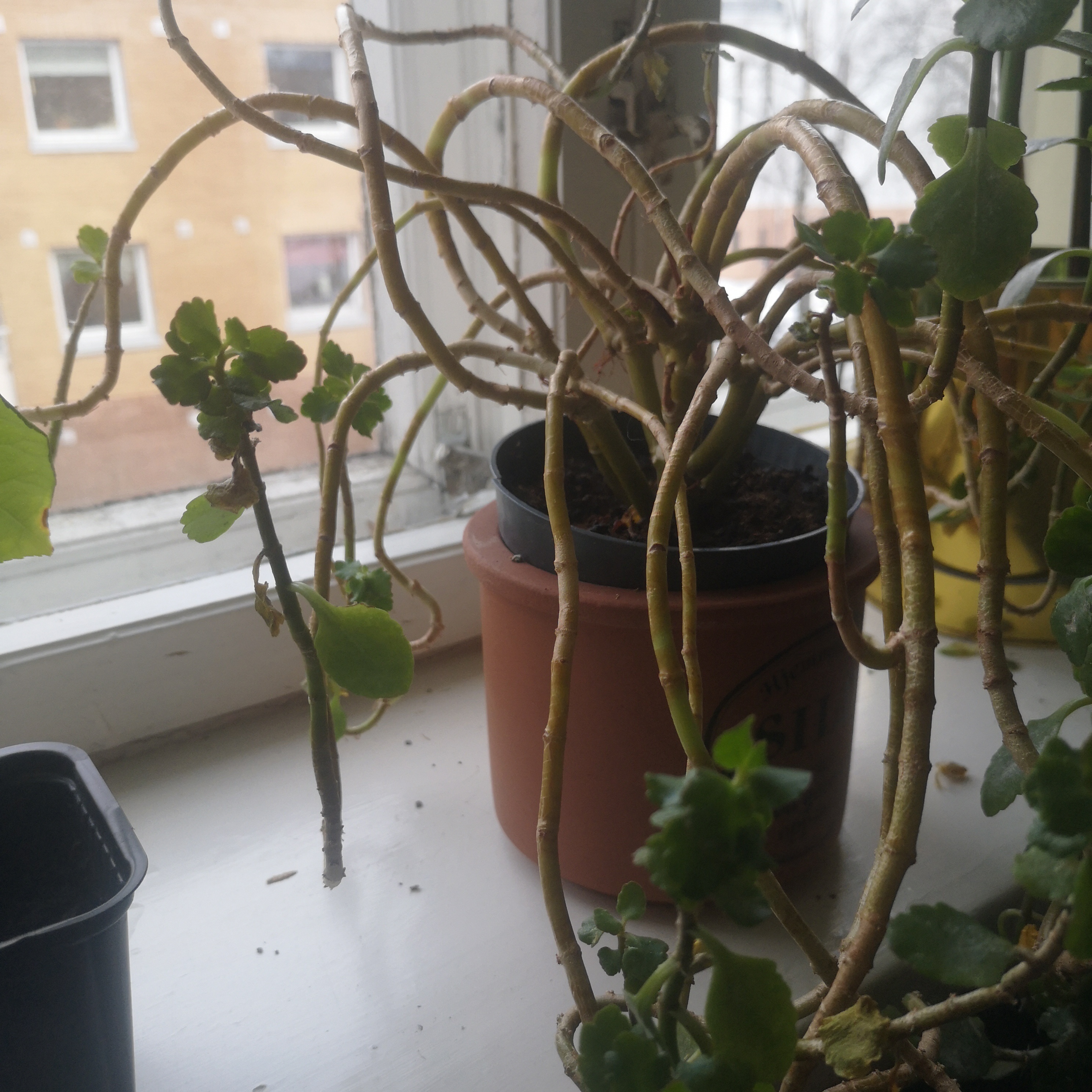 Photo of the plant species Chandelier Plant by @ExpansiveSucc named Fat plant on Greg, the plant care app