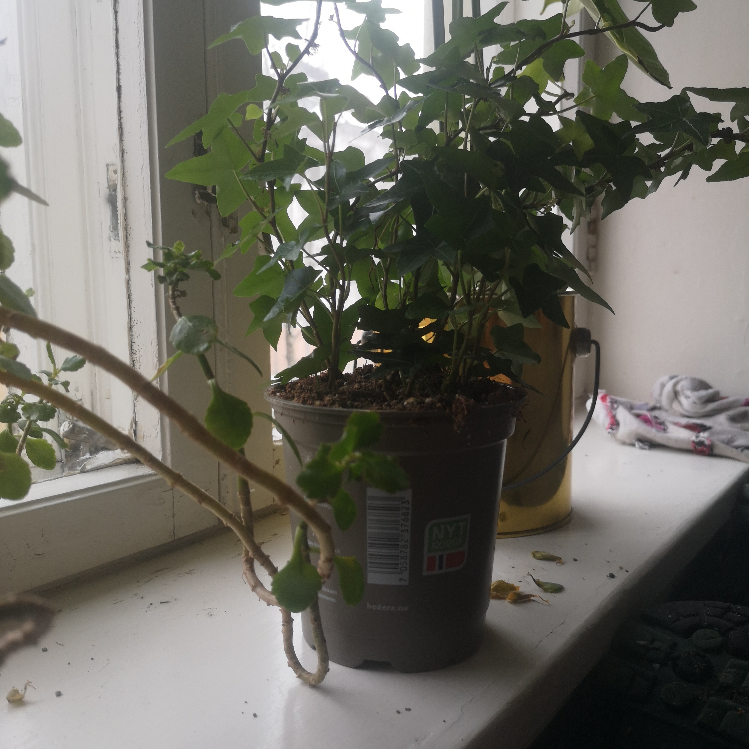 Potted Canarian Ivy plant on a windowsill with visible soil and healthy green leaves.