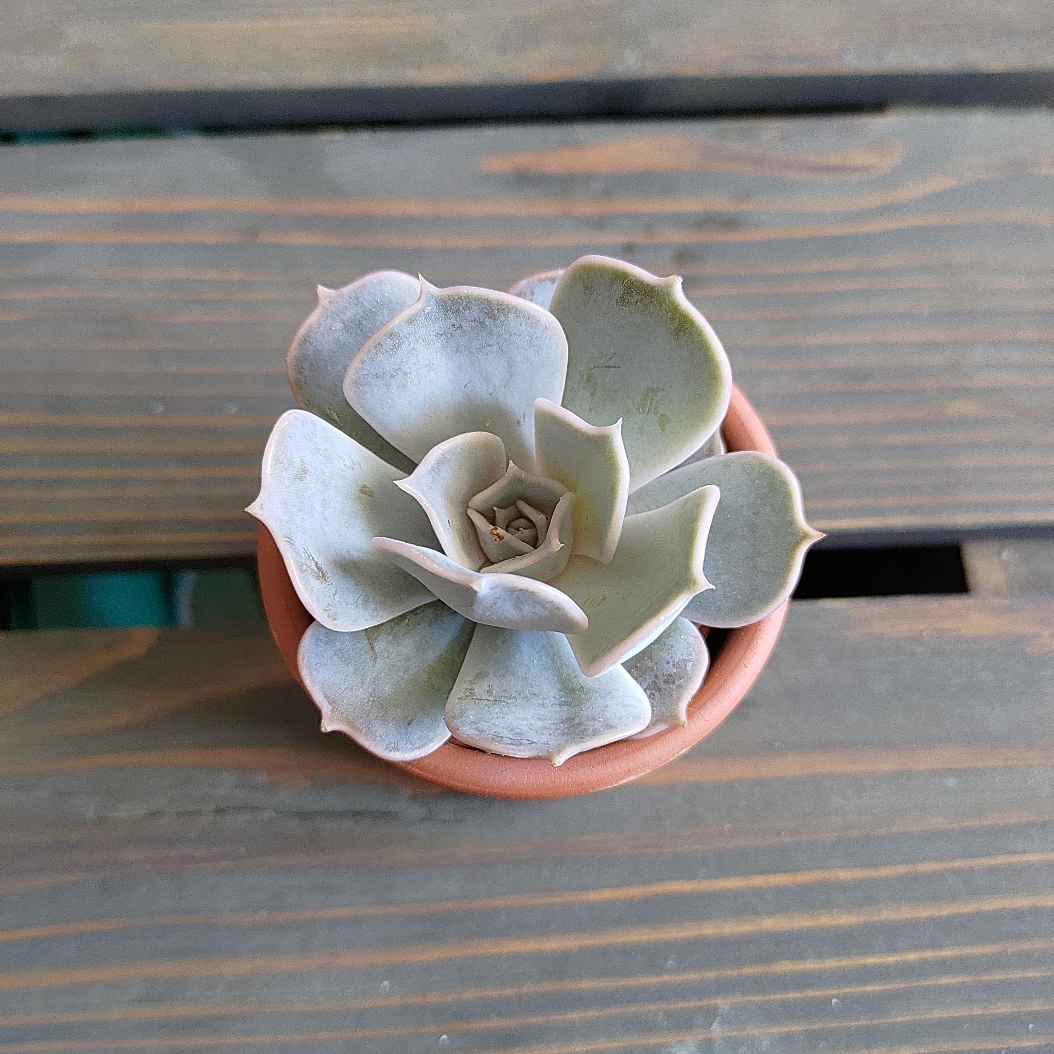 Photo of the plant species Ghost Echeveria by @impeplants named Lilacina on Greg, the plant care app
