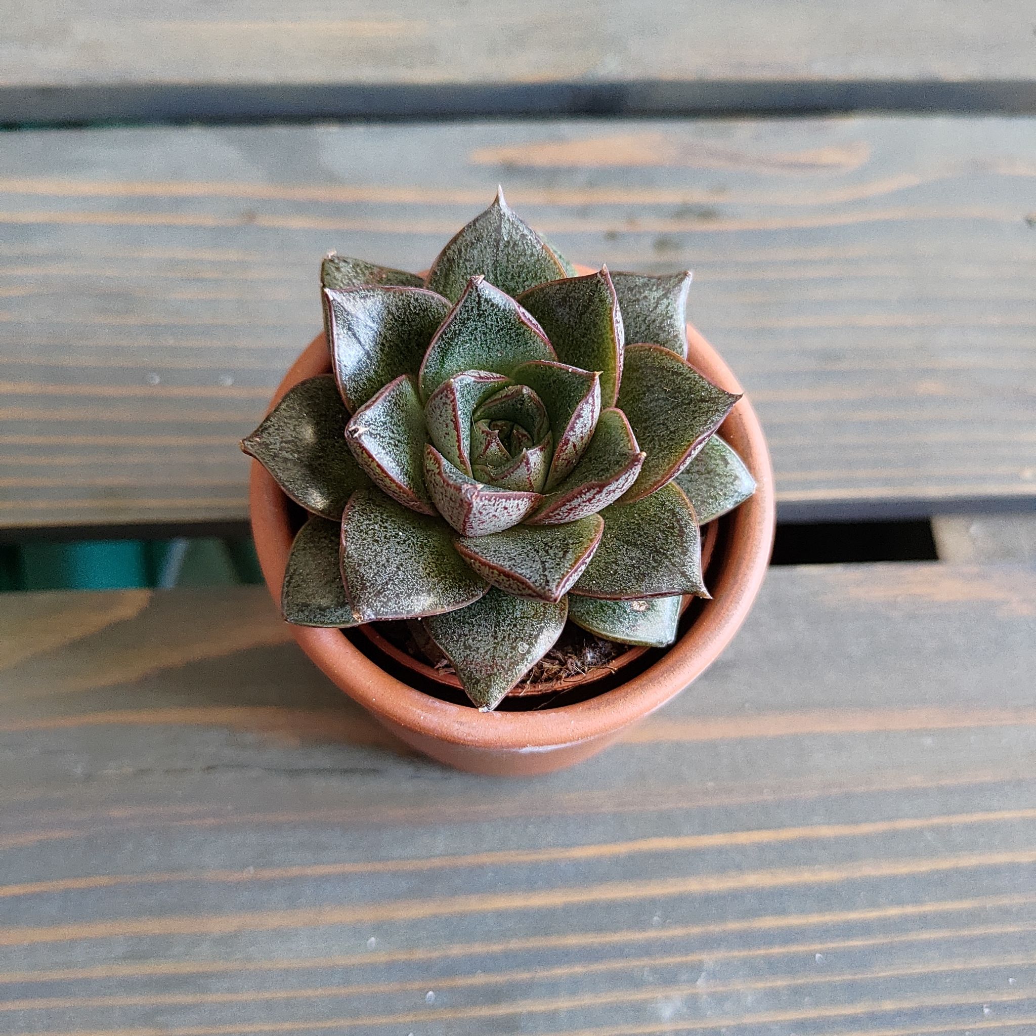Healthy Echeveria 'Dionysos' succulent in a terracotta pot on a wooden surface.