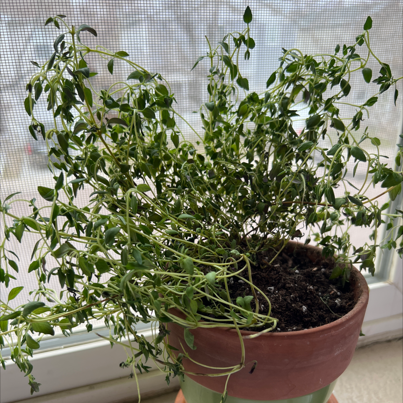 Miss Thyme