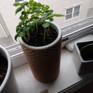 Sweet Basil plant in West New York, New Jersey