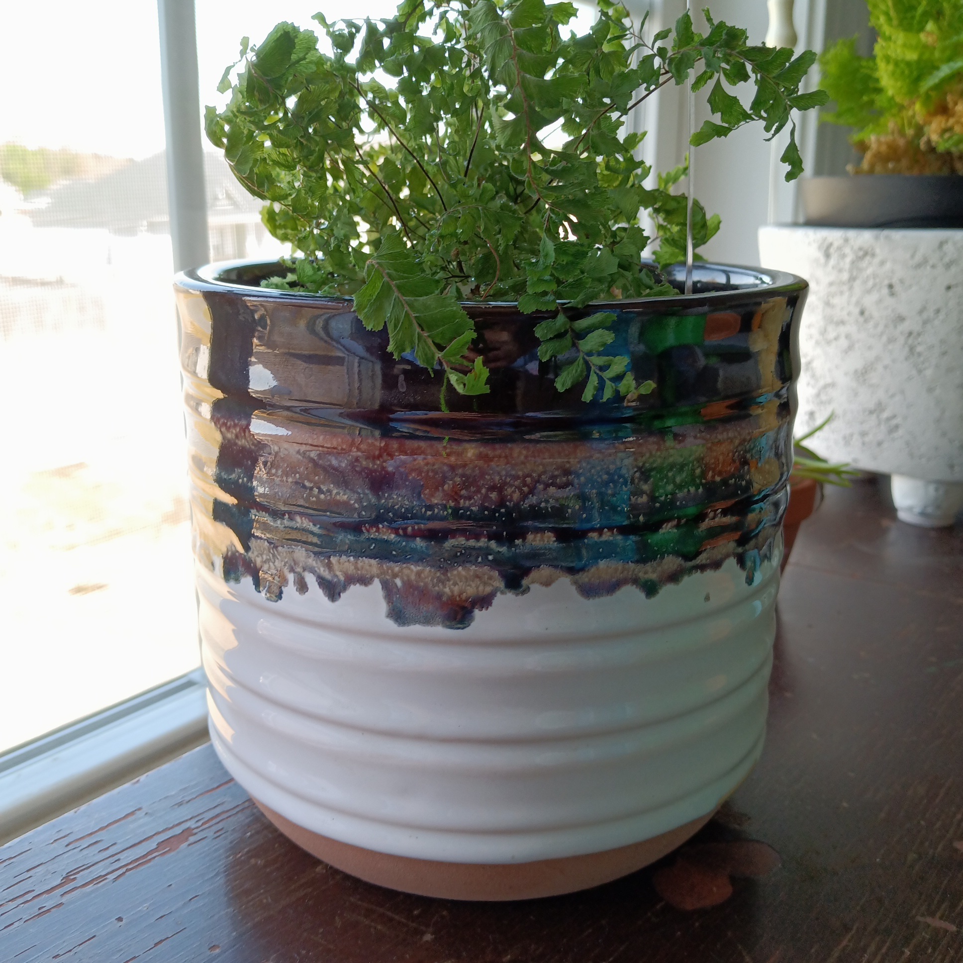 Rough Maidenhair Fern in a decorative pot on a windowsill.