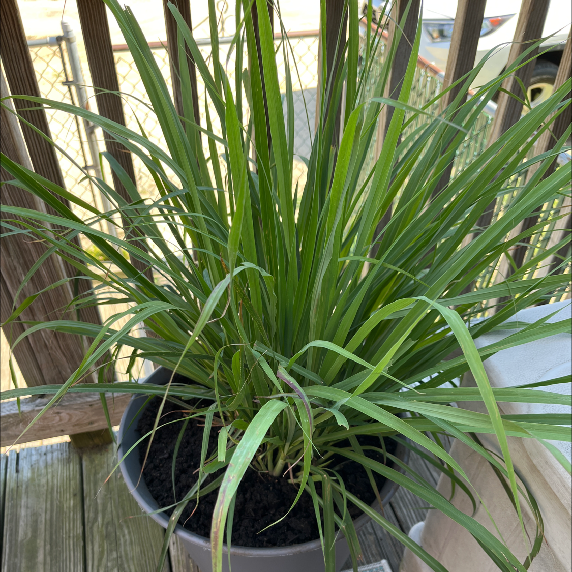 Healthy Lemon Grass plant in a pot with green leaves and visible soil.