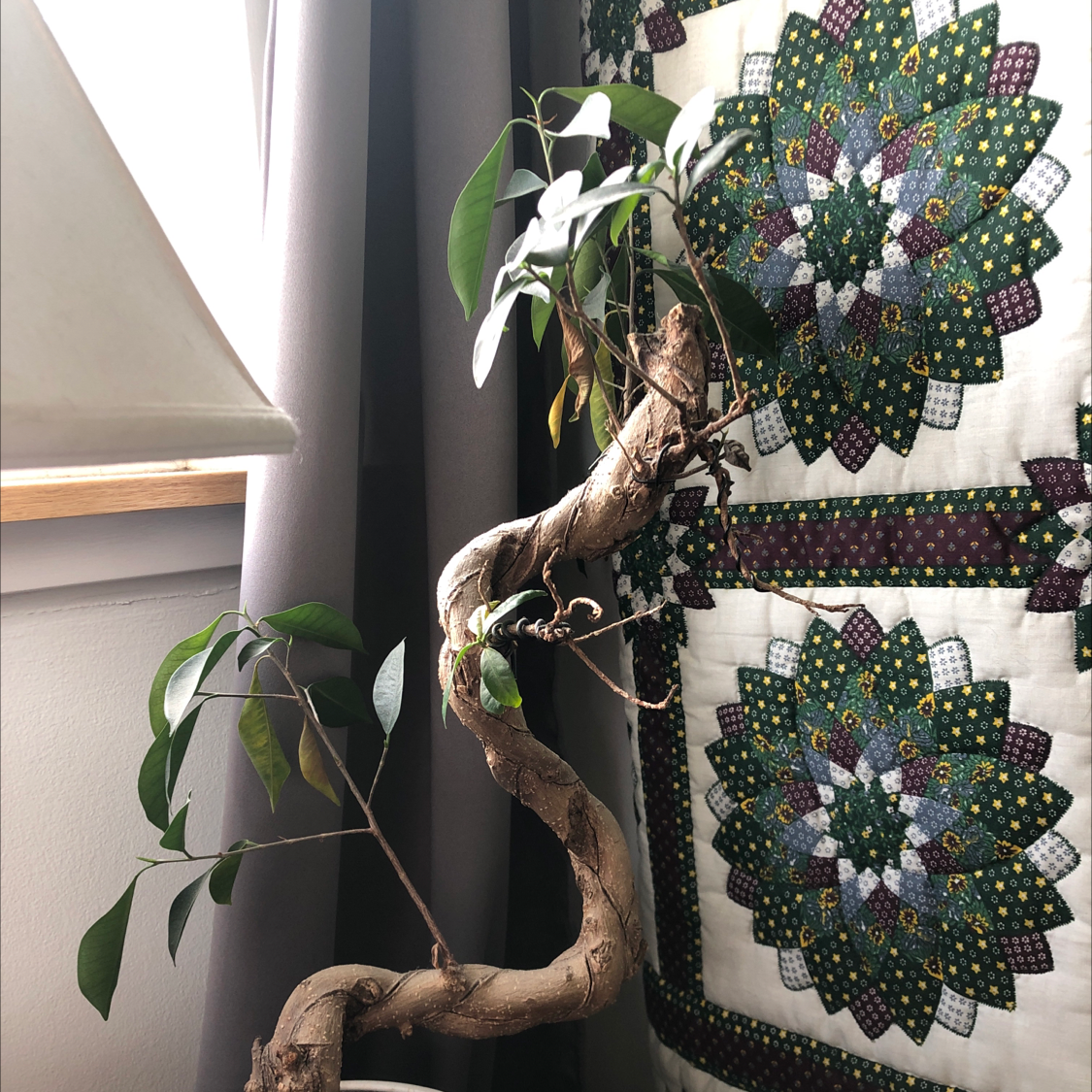 Ficus Bonsai plant with twisted trunk and sparse foliage near a window with a quilt in the background.