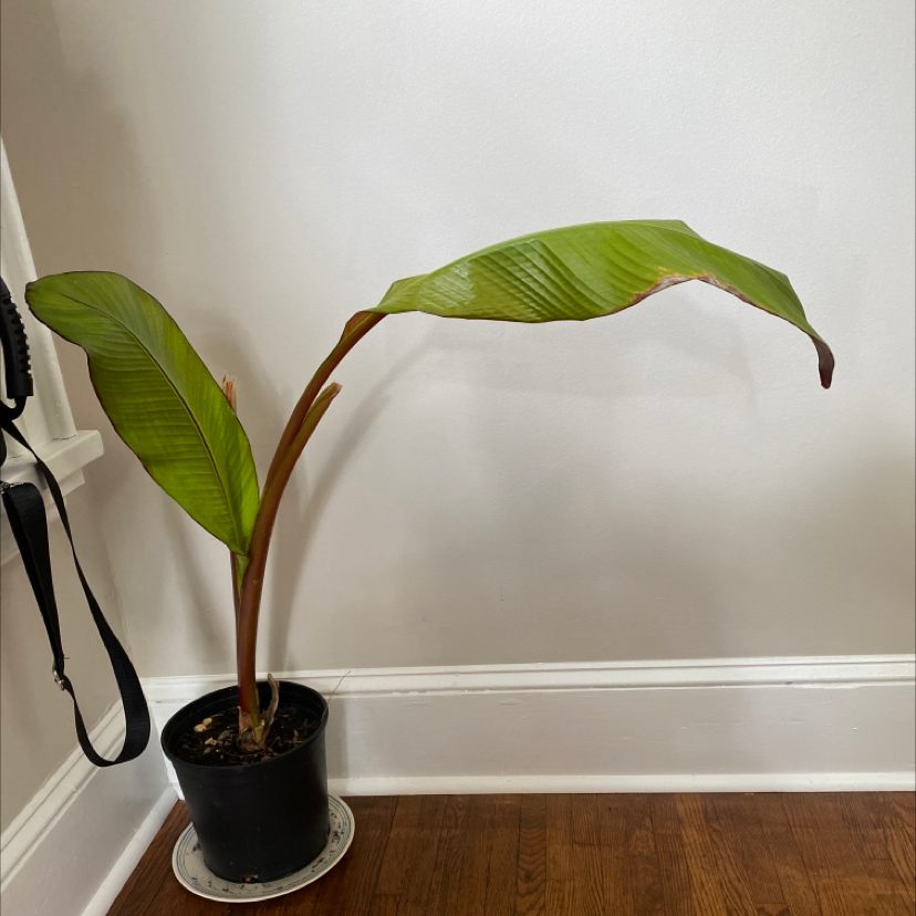 Potted Abyssinian Banana plant with two large green leaves, slight browning at edges.