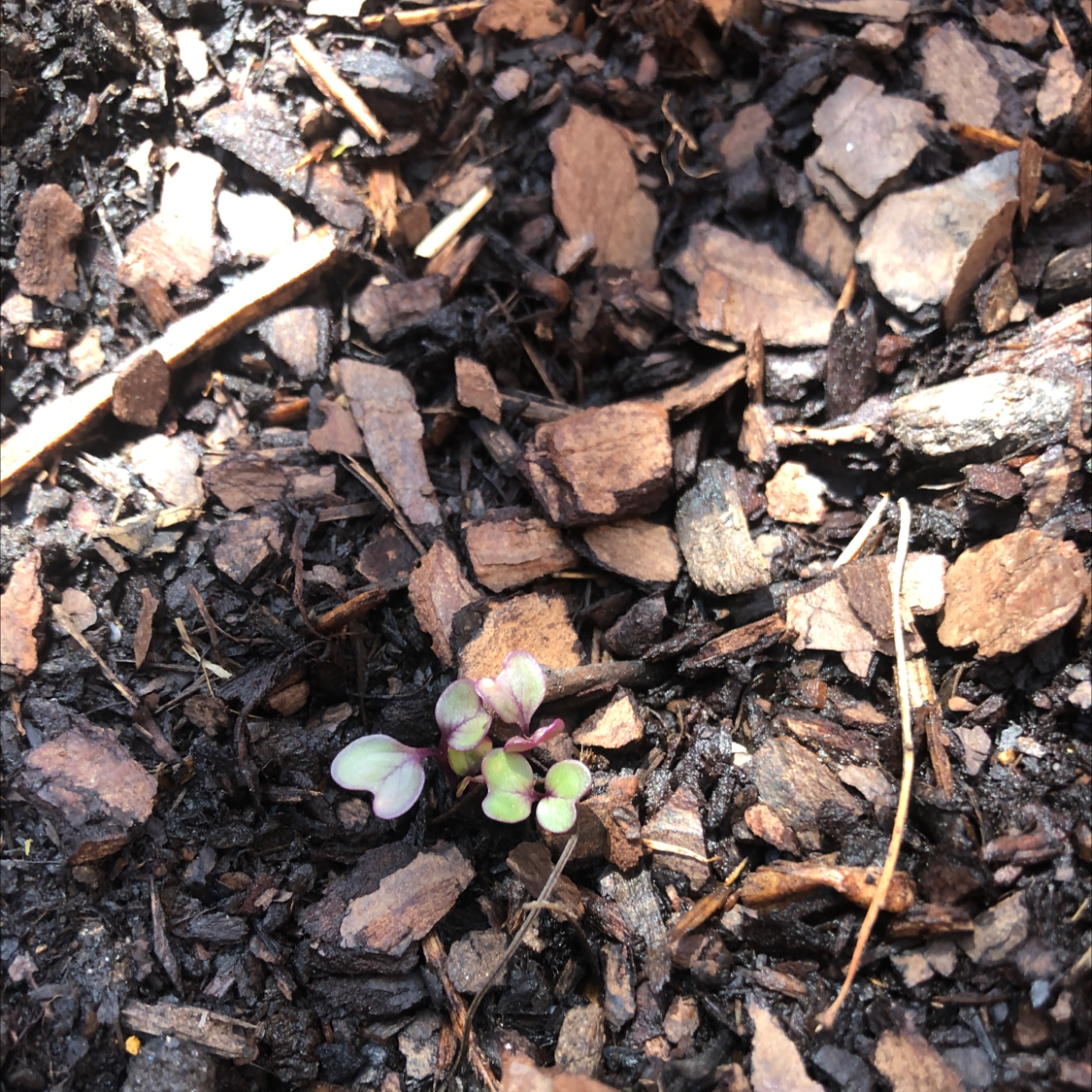 Photo of the plant species Kohlrabi by @HipWildlime named Kohlrabi on Greg, the plant care app