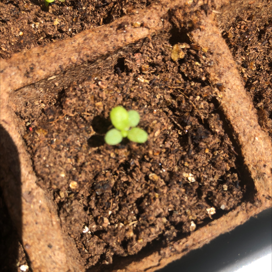Plant care for Calibrachoa 'Superbells Double Smitten Pink' on Greg, the plant care app