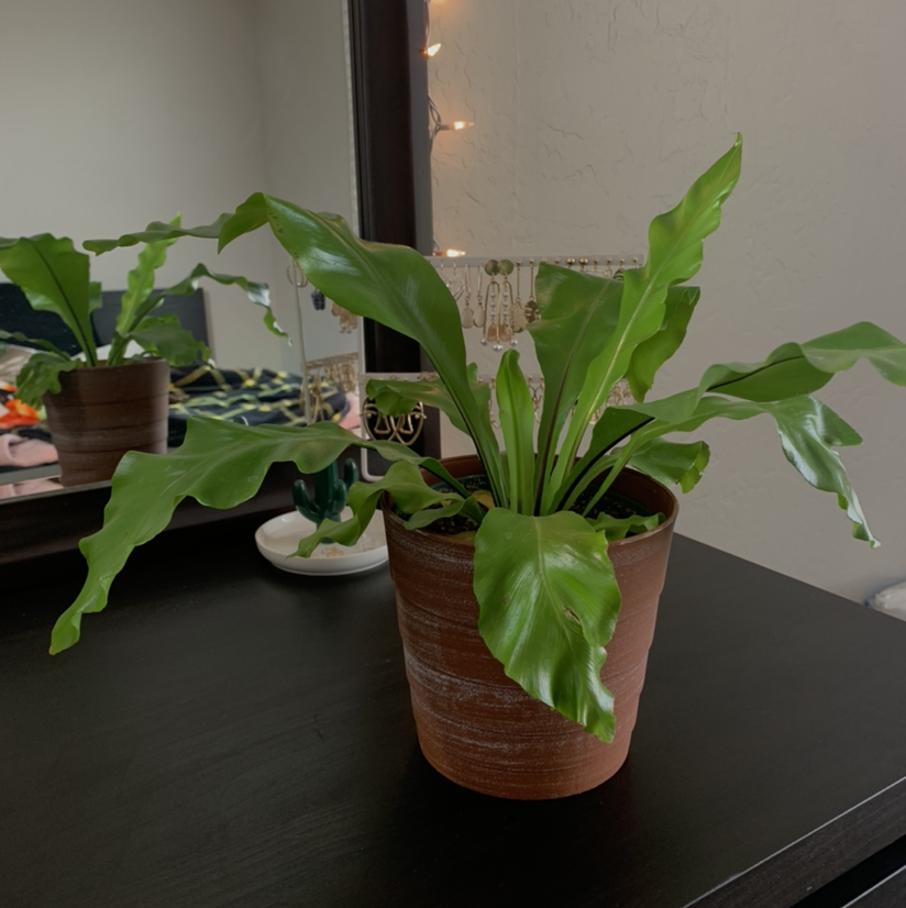 Healthy, vibrant green Bird's Nest Fern with wavy fronds in a brown pot, well-framed photo showing the plant's rosette shape.