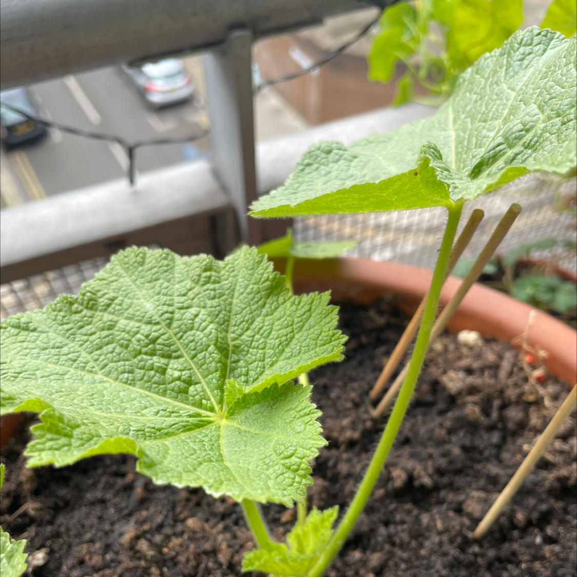 Young Hollyhock plant with large green leaves growing in a pot.