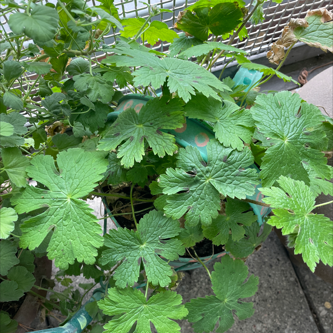 Plant care for Round-Leaved Filaree on Greg, the plant care app