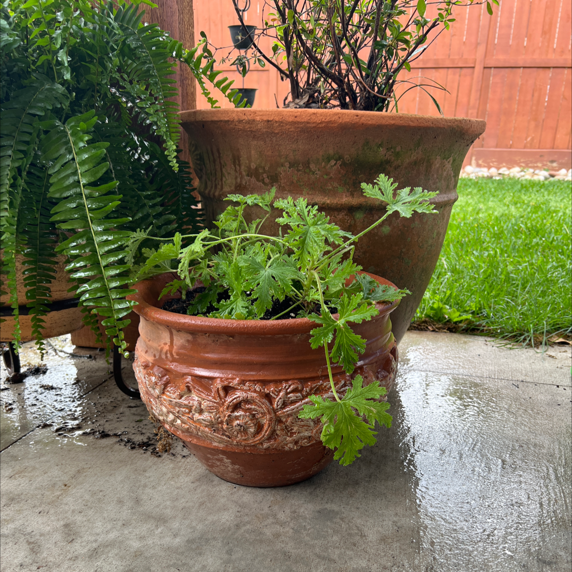 Potted Citronella plant outdoors with visible soil and green leaves.