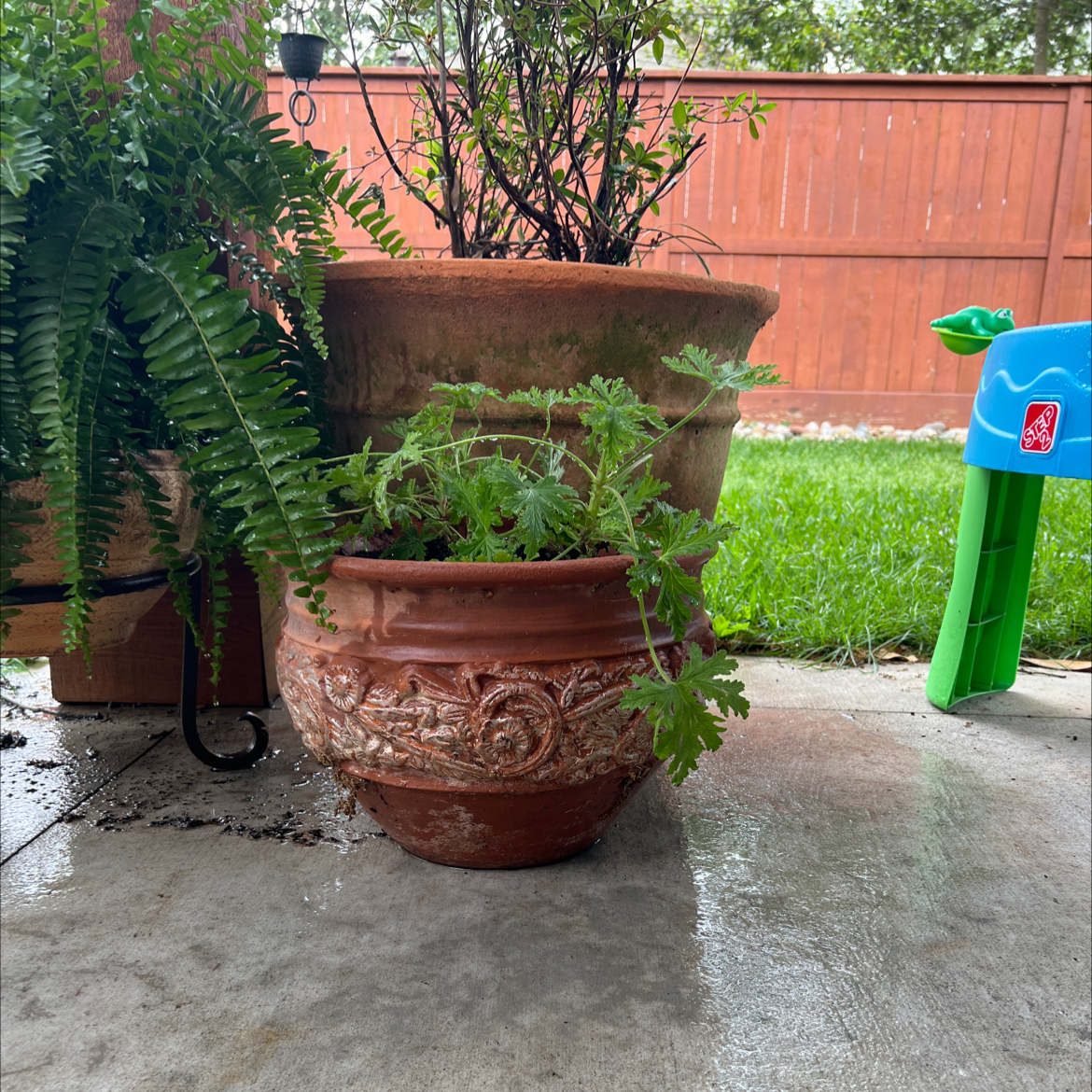 Potted Citronella plant on a concrete surface with another plant in the background.