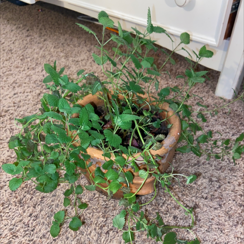 Potted Lemon Balm plant with green leaves, well-framed and healthy.