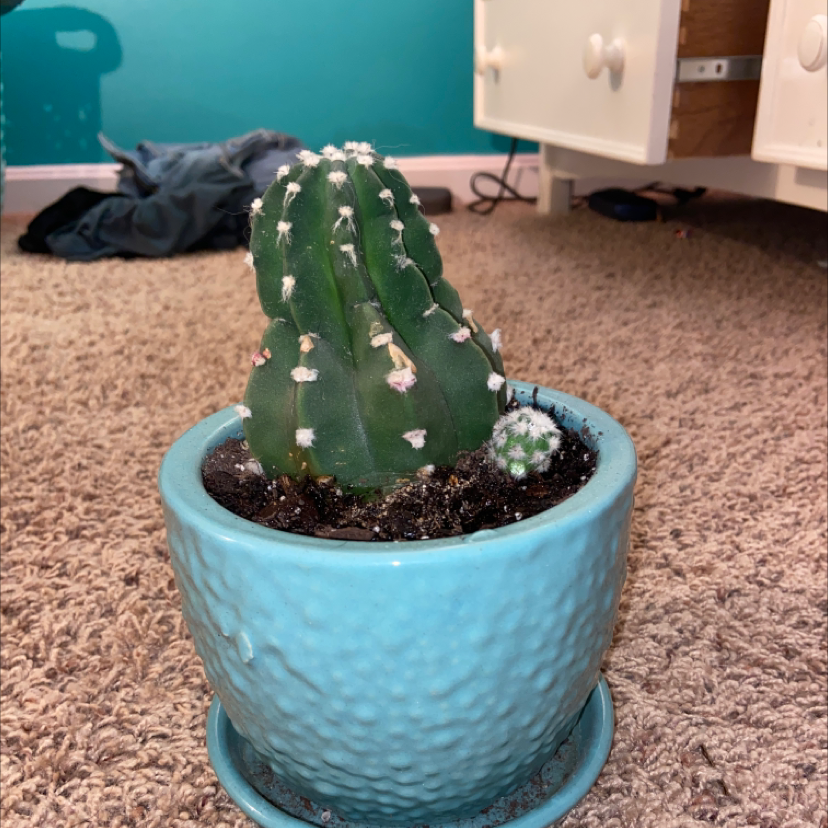 Domino Cactus in a blue pot on a carpeted floor.