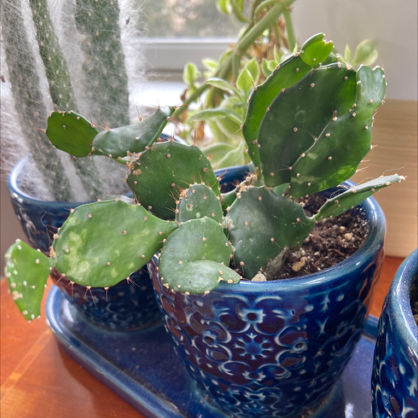 Brazilian Pricklypear cactus in a blue pot, healthy with visible soil.