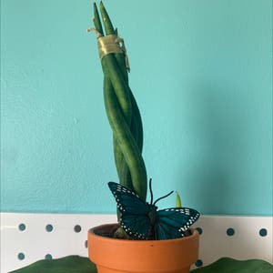 Snake Plant plant photo by @PeachTree named Maya on Greg, the plant care app.