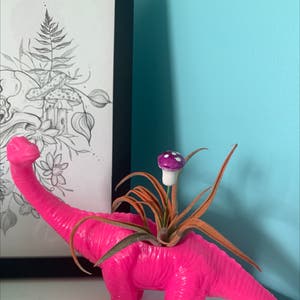 Blushing Bride Air Plant plant photo by @PeachTree named Allie on Greg, the plant care app.
