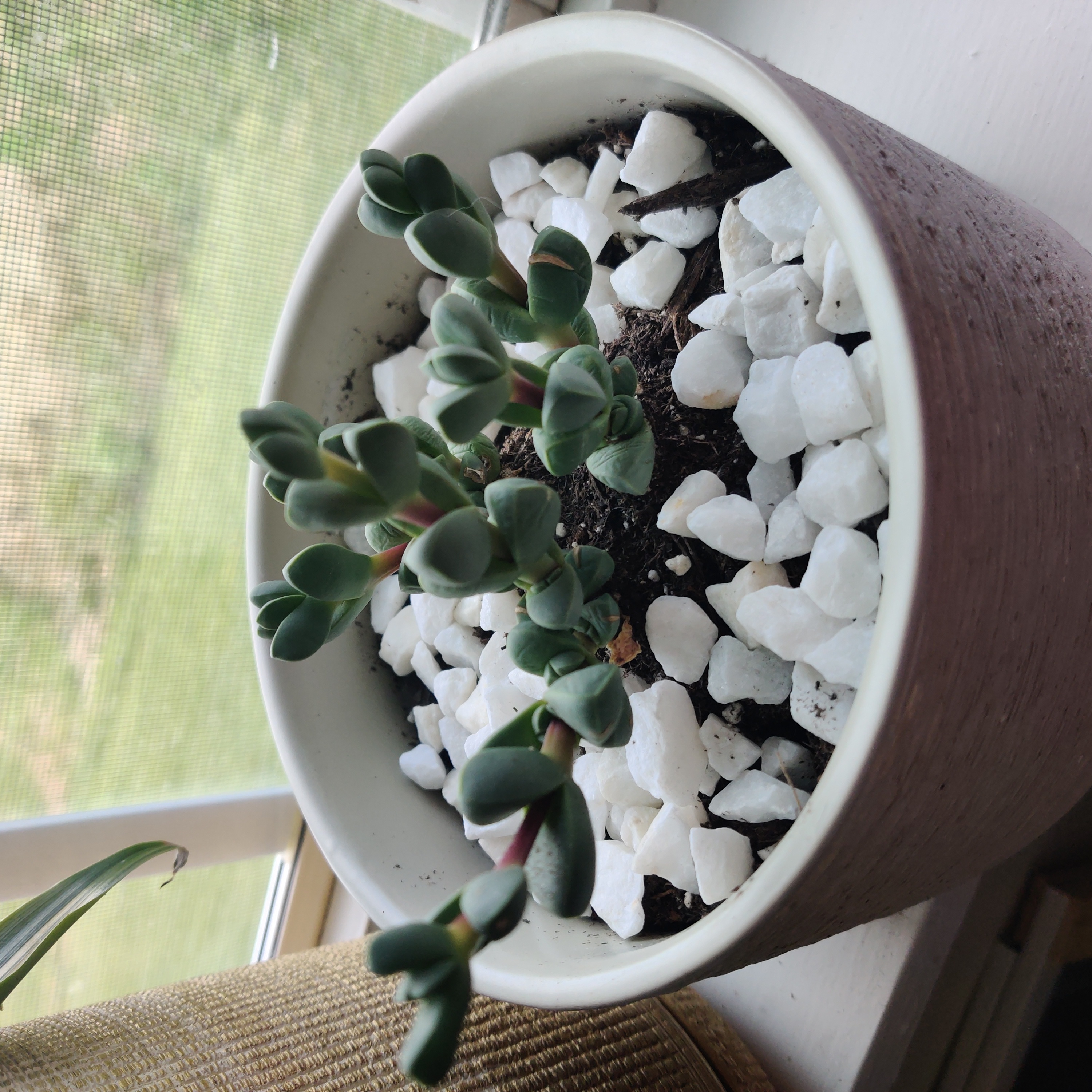 Potted Beads Lampranthus succulent with bead-like leaves and white stones on soil.