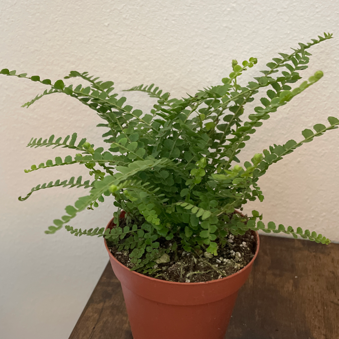 Healthy erect sword fern in terracotta pot with dense green fronds, no signs of disease or deficiency.