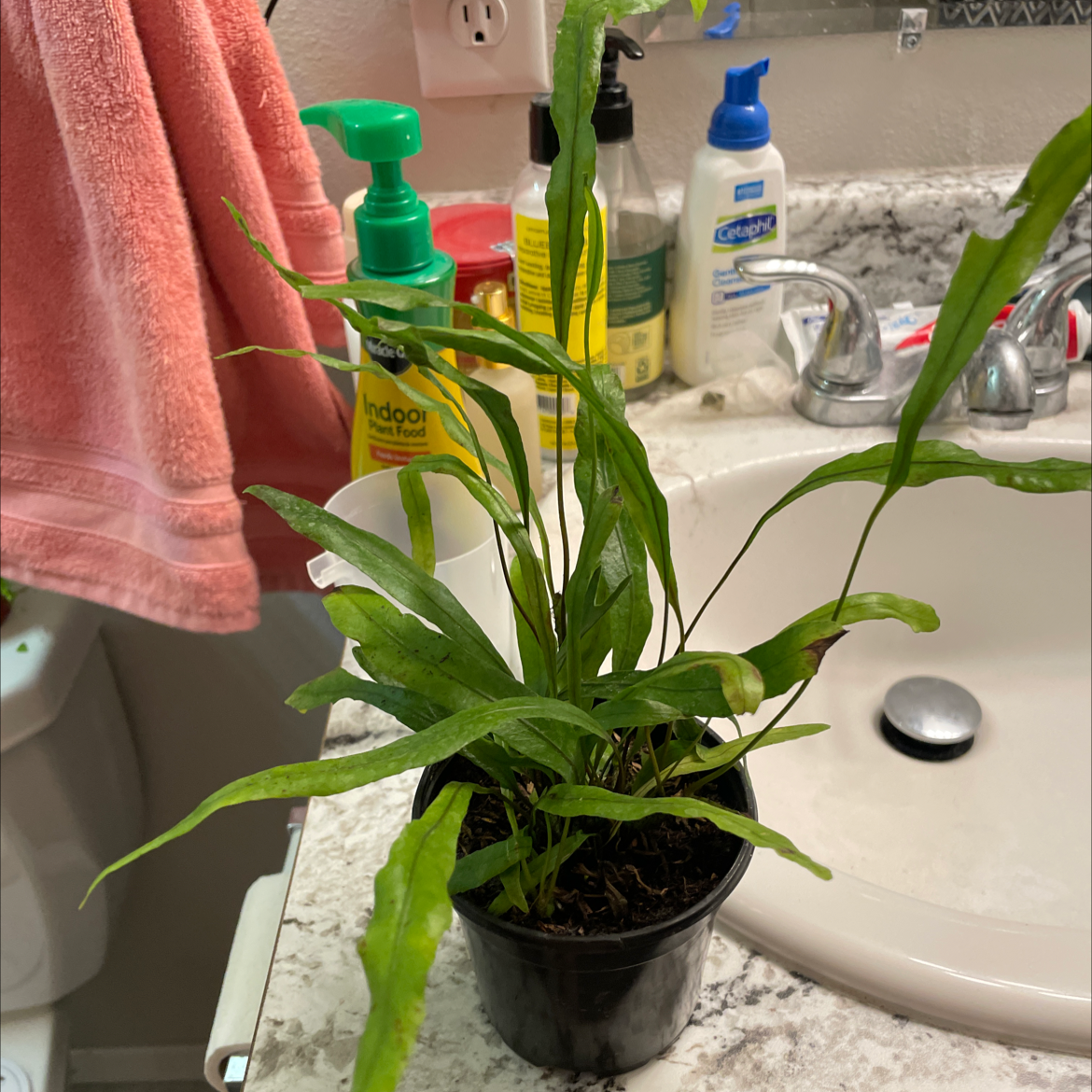 Blue Star Fern in a black pot on a bathroom counter with slight browning on leaf tips.
