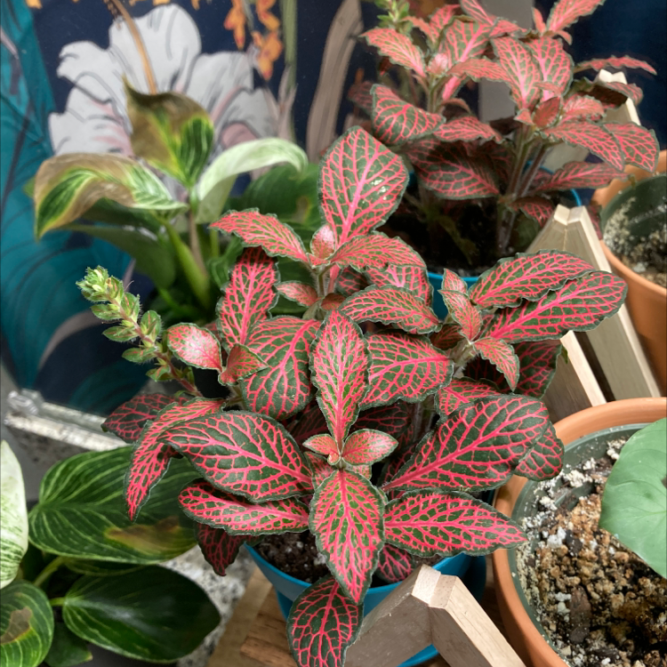 Red Anne Nerve Plant with vibrant red and green leaves in a pot, surrounded by other plants.
