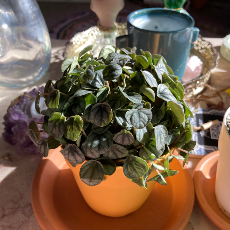 Silver Ripple Peperomia plant in a yellow pot on an orange saucer, appears healthy.