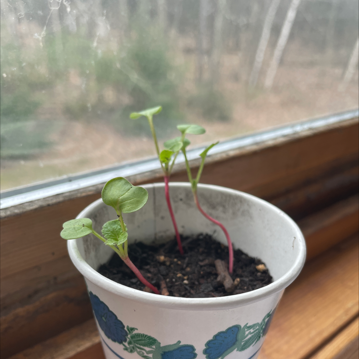 Young radish seedlings in a small container on a windowsill.