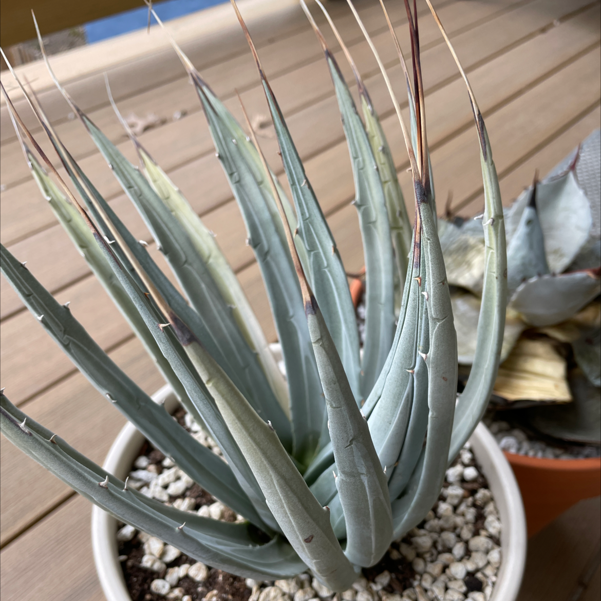 Photo of the plant species Ivory-Spined Agave by @CozyBonzai named The one with the hair-do on Greg, the plant care app