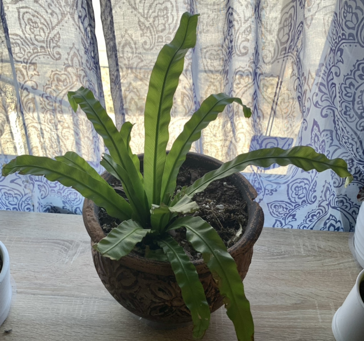 Bird's Nest Fern plant photo by Maria-lisa named Luna on Greg, the plant care app.