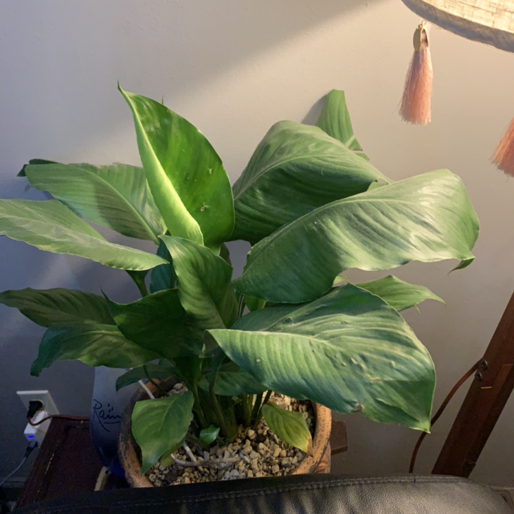Peace Lily plant photo by Maria-lisa named Pax on Greg, the plant care app.