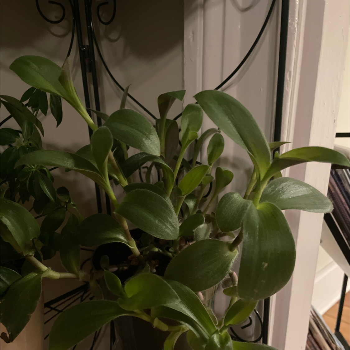 Photo of the plant species Spiderwort 'Hijau Baru' by @LikelyCorrea named Regina on Greg, the plant care app