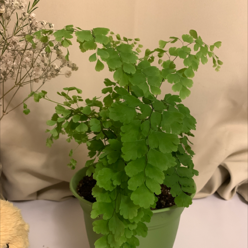 Maidenhair Fern plant photo by @liz named Maidenhair Fern on Greg, the plant care app.