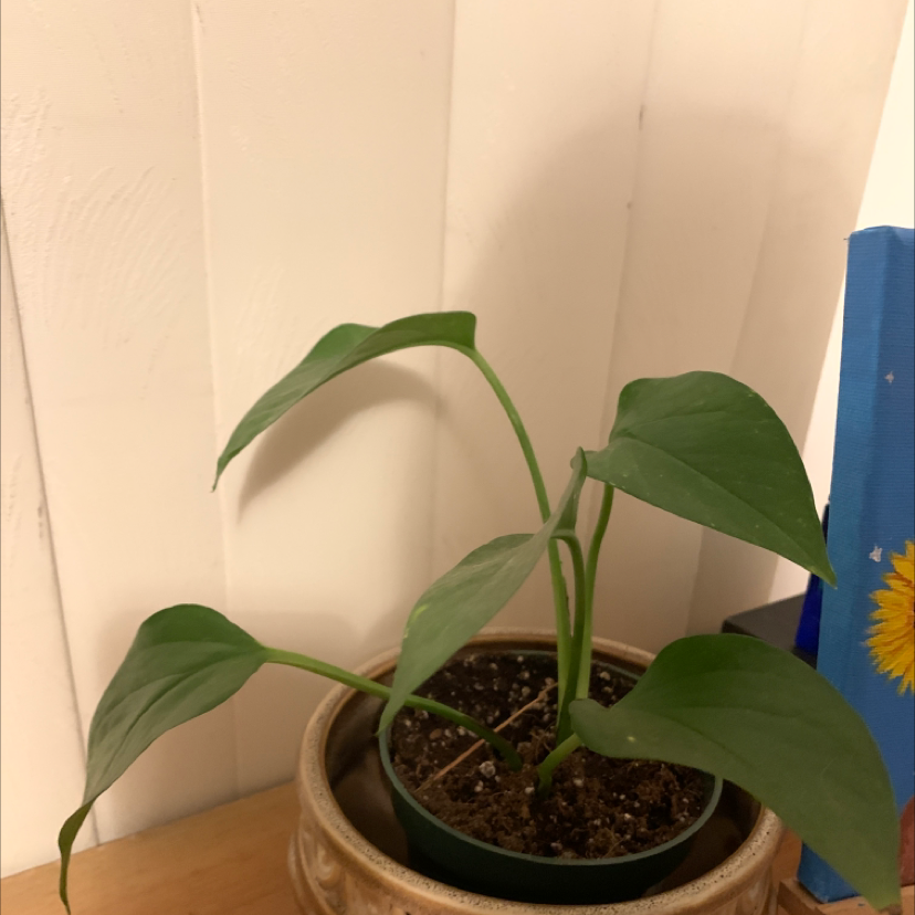 Jade Pothos plant photo by @liz named Pothos on Greg, the plant care app.