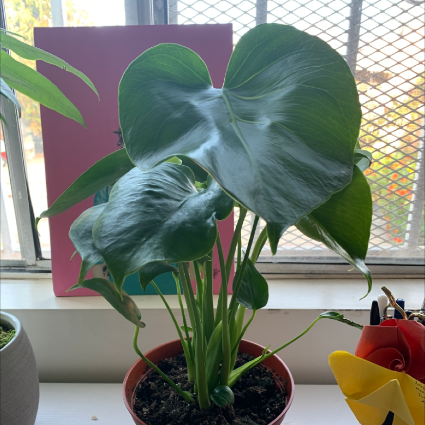 Monstera plant photo by @liz named Philodendron Monstera Split-leaf on Greg, the plant care app.