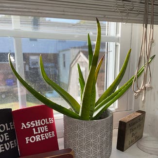 Aloe vera plant in Norfolk, Virginia